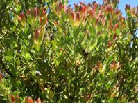 Red leaf tips