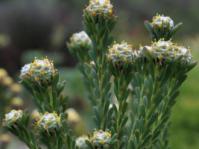 Leucadendron linifolium