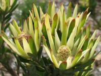 Leucadendron loeriense female cones in flower