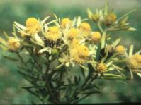 Male flowers: Copyright Tony Abbott
