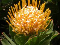 Leucospermum conocarpodendron subsp. viridum flower head
