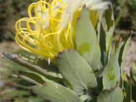 Leucospermum grandiflorum opening flower head