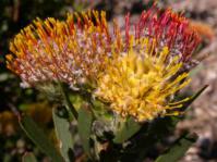 Flowers heads change colour