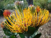 Leucospermum praecox flower heads