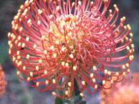 Leucospermum cordifolium 'Vlam'