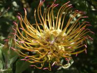 Leucospermum catherinae flower head