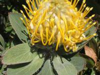 Leucospermum conocarpodendron subsp. conocarpodendron flower head