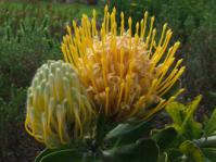 Leucospermum cuneiforme