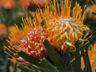 Leucospermum erubescens flower heads