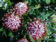In flower