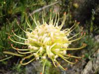 Flower of yellow form