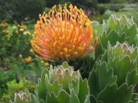 Leucospermum patersonii flowers & foliage