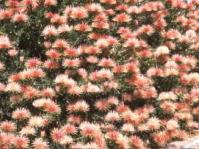 Leucospermum tottum