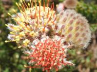 Multi-colored flowerhead