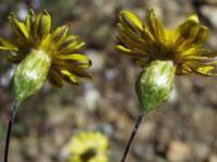 Leysera gnaphalodes flower heads Photo H. Brisse