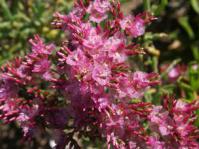 Limonium peregrinum flowers