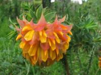 Liparia splendens subsp.splendens
