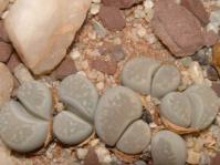Lithops optica