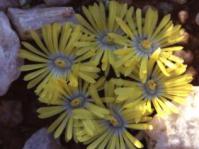 Lithops in flower