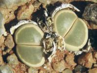 Lithops olivacea