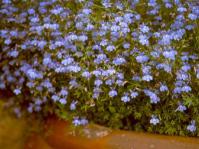 Lobelia aquaemontis at Kirstenbosch