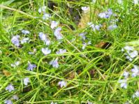 Lobelia anceps groundcover