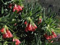 Lobostemon belliformis