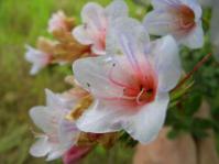 Lobostemon fruticosus flowers