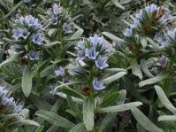 Lobostemon montanus shrub