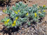 Lotononis calycina herb