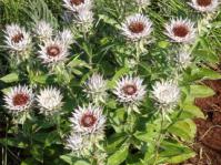 Macledium zeyher plants