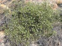 Macrostylis squarrosa shrub