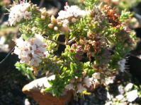 Macrostylis villosa