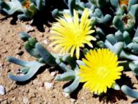 Malephora framesii near Strandfontein