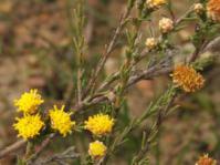 Marasmodes undulata