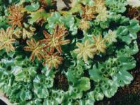 M. berteroana male plant with antheridia and gemmae cups Photo S. Perold