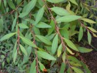 Foliage