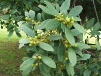 Maytenus oleoides in fruit