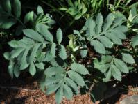 Melianthus major