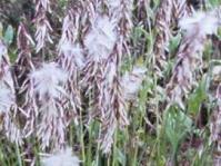 Melica decumbens