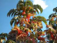 Melianthus comosus
