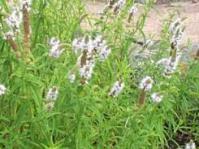 Mentha longifolia subsp.capensis