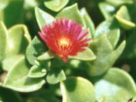 Aptenia  cordifolia