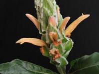 Flower spike and leaves © Tony Dold