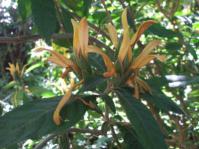 In flower