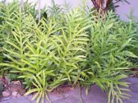 Microsorum scolopendria