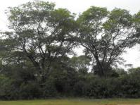Millettia stuhlmannii trees