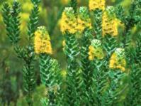 Mimetes chrysanthus: Photo: Cape Nature Conservation