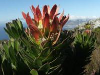 Mimetes fimbriifolius