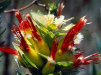 Inflorescence - Mimetes hirtus